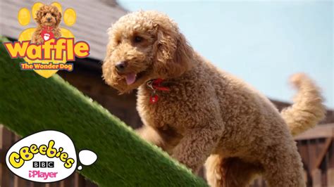 Waffle the Wonder Dog at the Playground | CBeebies - YouTube