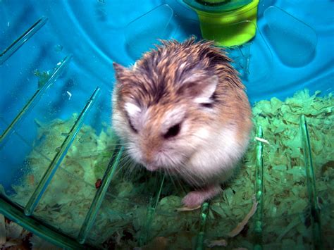 File:Roborovski Dwarf Hamster - Colour Corrected.jpg - Wikipedia