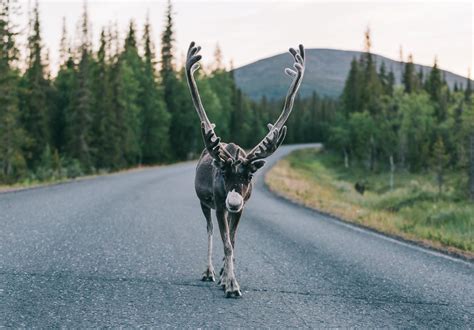 Reindeer on the Road | Lapland - Above Ordinary