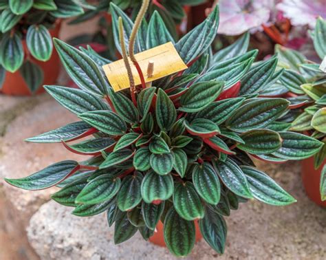 Peperomia Rosso Care: Growing & Nurturing The Emerald Ripple Pepper