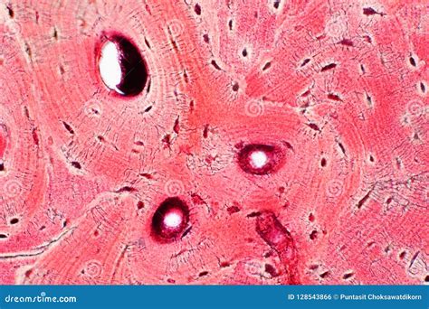 Histology Of Human Compact Bone Tissue Under Microscope View For ...