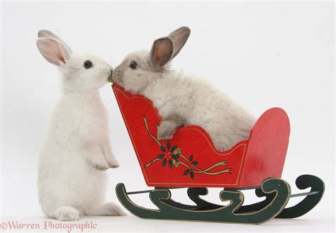 Two baby rabbits playing with a toy sledge photo WP29361