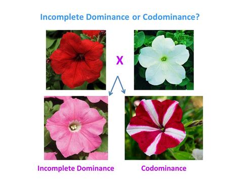 Incomplete Dominance Vs Codominance - AdysonecOwens