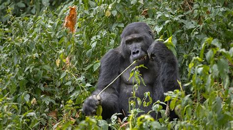 Mountain Gorillas Habitat — Bwindi Forest National Park