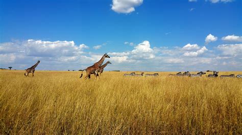 Maasai Mara Vs. Serengeti: Where is the Best African Safari? - Where The Road Forks