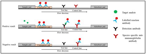 Quantum Dot-Based Lateral Flow Immunoassay - Invitroal Biotechnology