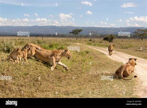 Mother lion protecting cubs against two lions. Lake Nakuru national ...