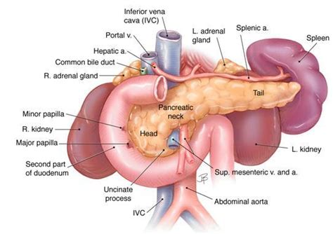 Anatomy and Histology of the Pancreas | Pancreapedia