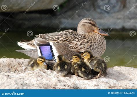 Cute Baby Ducks Following Mother