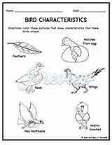 Bird Characteristics Coloring Worksheet FREE By Naturally Teaching sketch template
