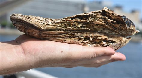 Huge Oyster, Largest Found in Hudson 'By Far,' Discovered Beneath Pier ...