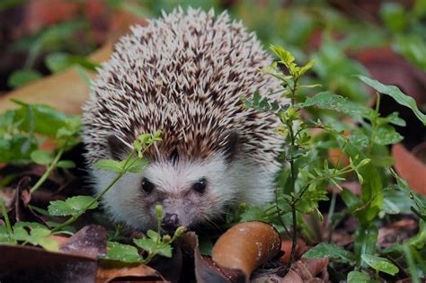 How Long Do Hedgehogs Live In The Wild - Contrary to some saying that ...