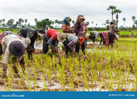 Cambodian Farmers Work Together Planting Rice Editorial Stock Photo - Image of country, plant ...