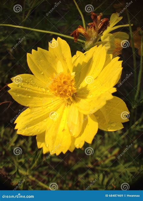 Yellow cosmos stock image. Image of yellow, flora, flower - 68487469