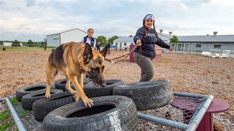 SIU researchers seek improved care and training for working dogs