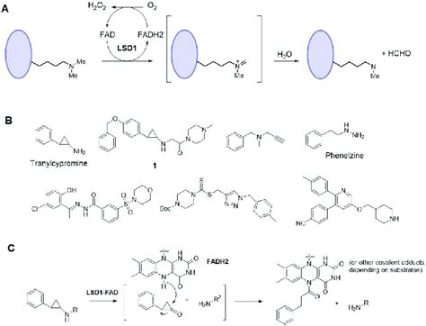 (A) Mechanism of catalysis for LSD1; (B) Structures of representative... | Download Scientific ...