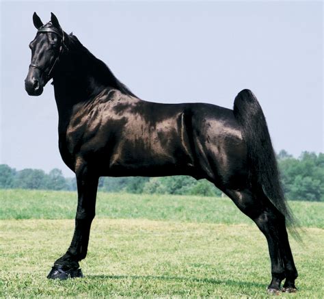 These 10 Rare Horses Are Like Nothing You’ve EVER Seen!