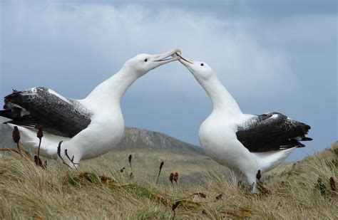 Northern royal albatross: New Zealand sea and shore birds