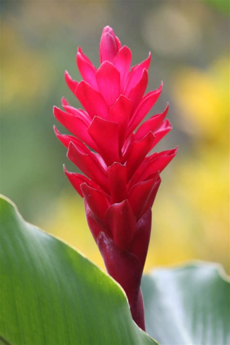 Red Ginger Lily | Ginger Lily at the Sarapiqui Rainforest Lo… | Flickr