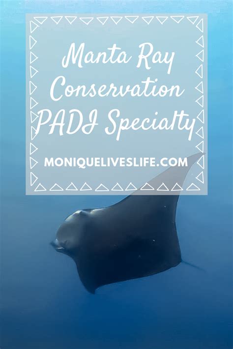 Passionate about our marine life? Me too! That's why I did my Manta Ray ...