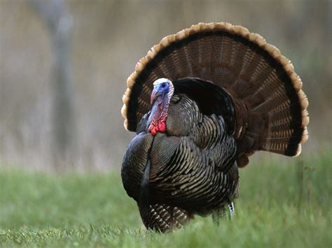 Watch: Angry turkey chases golfers into a ditch – Bahle Farms