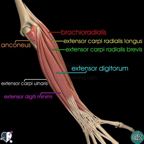 Muscles of the Forearm | AnatomyZone