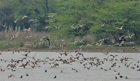 Sultanpur National Park and Bird Sanctuary - History - Reaching Sultanpur