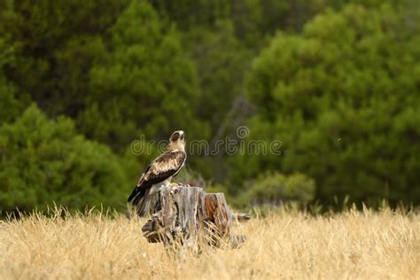 Booted Eagle in the Forest with a Prey Stock Photo - Image of griffon, forest: 260507062