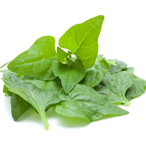 New Zealand Spinach Seeds - Everlasting Spinach Herb Seed