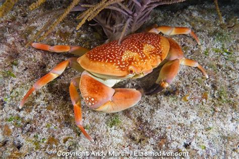 Decomposers - Great barrier reef by sam wilkinson