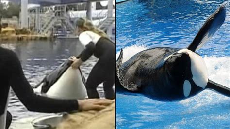 Final image of star SeaWorld trainer Dawn Brancheau before she was snatched into the jaws of ...