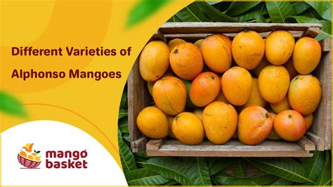 Different Varieties of Alphonso Mangoes - Mango Basket