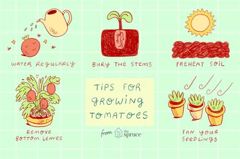 Tomato plants prefer particular growing conditions, and they grow best ...