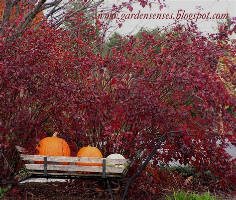 Garden Sense: Fall Color - Shrubs