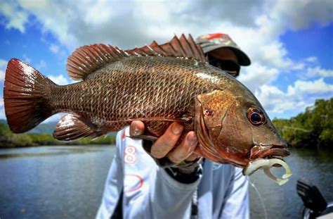 How to Catch Mangrove Jack on Lures – Tackle Tactics