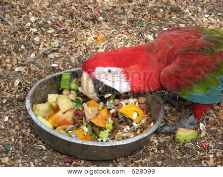 Scarlet Macaw Eating Image & Photo (Free Trial) | Bigstock