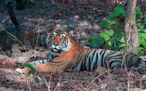 Ranthambore Tiger Reserve | Safari Price, Timings, How to Reach | Holidify