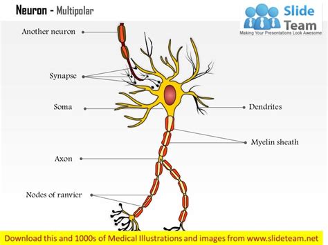 Neuron multipolar medical images for power point