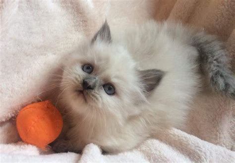 Ragdoll Cats For Sale | Lafayette, LA #274610 | Petzlover