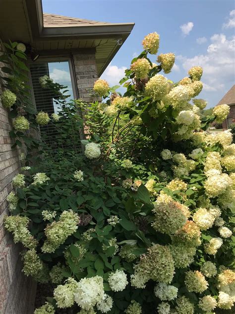 Early spring pruning will tame this hydrangea – News & Stories