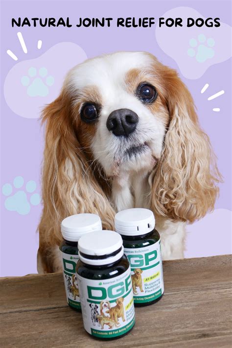 Natural Anti-Inflammatory and Joint Relief for Dogs | Dog Gone Pain (DGP) Review (Early access ...