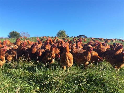 Freedom Ranger Chickens – Glade Road Growing