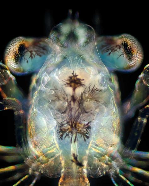 The beauty of plankton - in pictures | Plankton, Deep sea creatures, Salt water fish