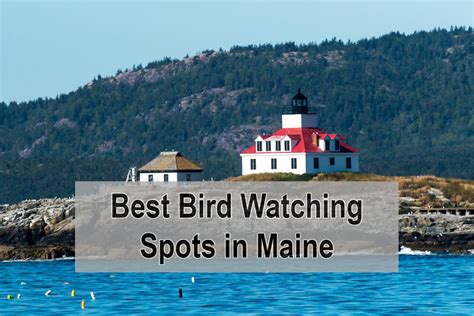 My 10 Best Bird Watching Spots in Maine You Should Try – Just Watching ...