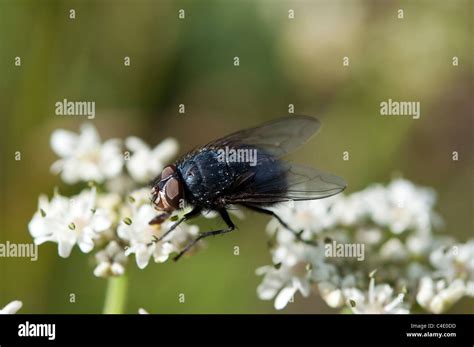 Blue bottle fly Stock Photo - Alamy