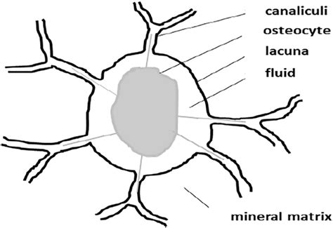 A sketch of an osteocyte section with its lacuna and canaliculi and ...