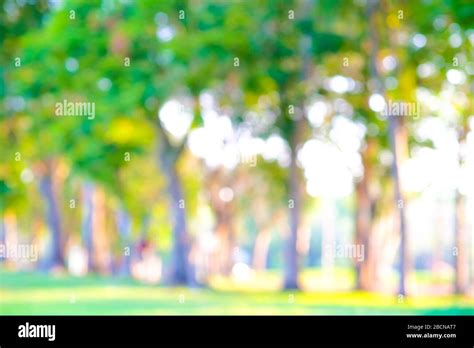 Abstract blurred green tree park sunset light nature background Stock Photo - Alamy