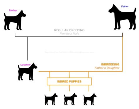 Dog Inbreeding Explained For Everybody Interested Into Dog Breeding & Genetics! | Dog Breeding ...