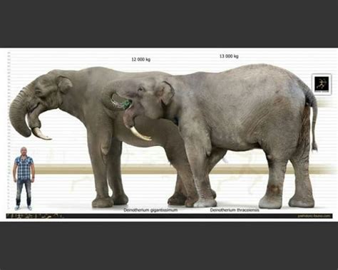 Deinotherium giganteum Prehistoric Wildlife, Prehistoric World, Prehistoric Creatures, Animals ...