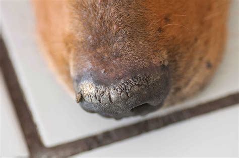 Crusty Dog Noses (Nasal Hyperkeratosis): Causes & Treatments